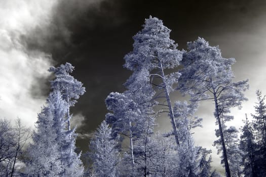 Infrared photography of trees