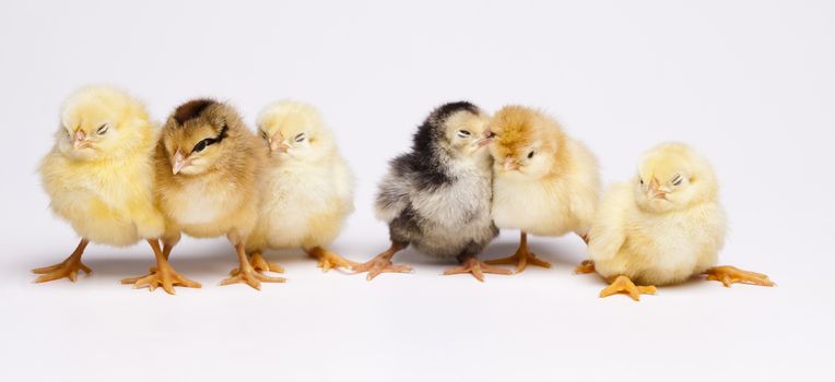 Easter young chick, springtime colorful bright theme