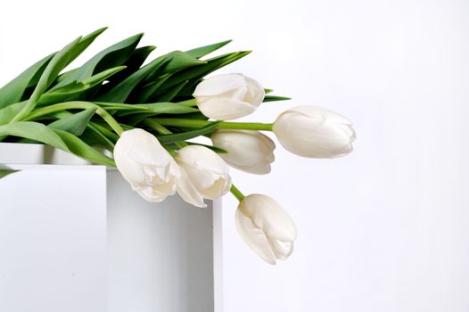 beautiful white tulips on bright background indoor.