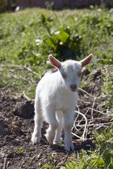 A young goat in the yard hopping.