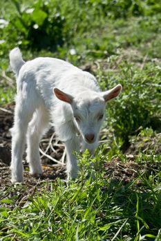 A young goat in the yard hopping.