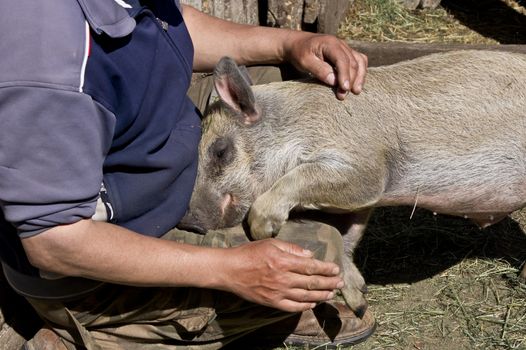 The pig sticks to a gentle, flattering his master.