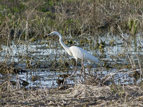 Great Egret (Egretta alba) hunting on the waterfront.