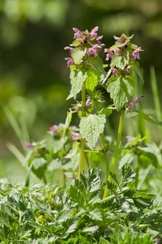 Red dead nettle (Lamium purpureum) wild flower.