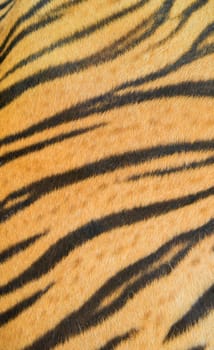 background textured of real bengal tiger fur