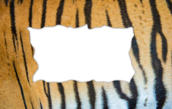 textured of real bengal tiger fur frame on white background