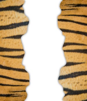 textured of real bengal tiger fur frame on white background