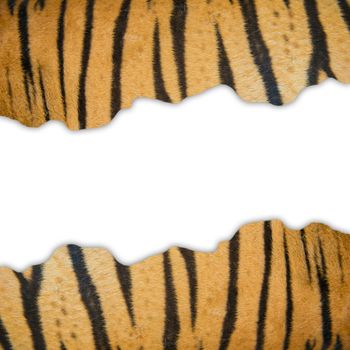 textured of real bengal tiger fur frame on white background