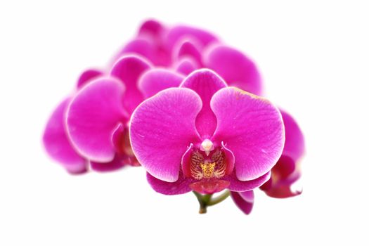 beautiful orchid flower isolated on white background   
