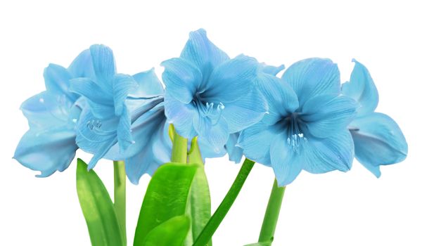 blue amaryllis flower isolated on white background   