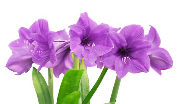 purple amaryllis flower isolated on white background   