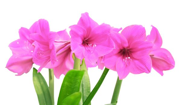 pink amaryllis flower isolated on white background   