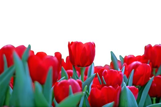 blooming tulips flower isolated on white background       