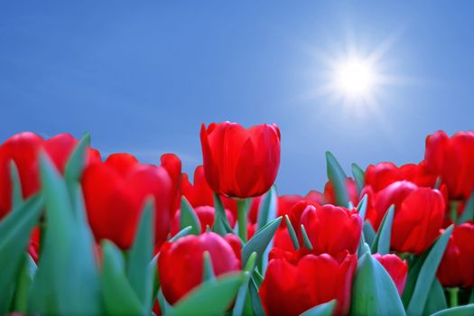 blooming tulips flower isolated on white background