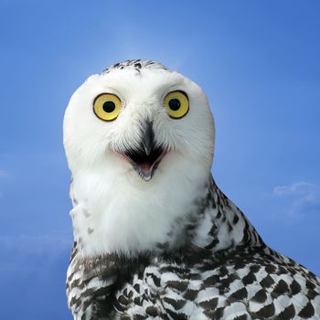 closeup of snow owl with nature background