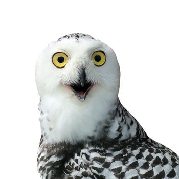 closeup of snow owl isolated on white background