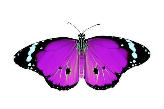 exotic purple color butterfly isolated on white background 