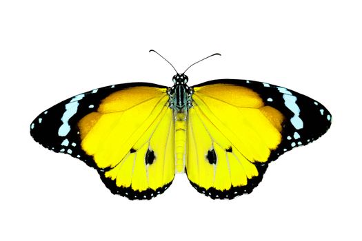 exotic yellow color butterfly isolated on white background 