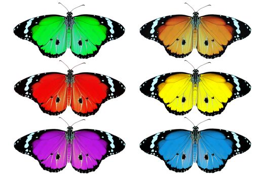 exotic color butterfly isolated on white background