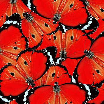 exotic red color butterfly as background or texture