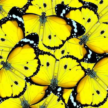 exotic yellow color butterfly as background or texture