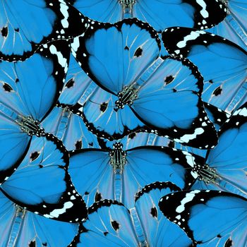 exotic blue color butterfly as background or texture