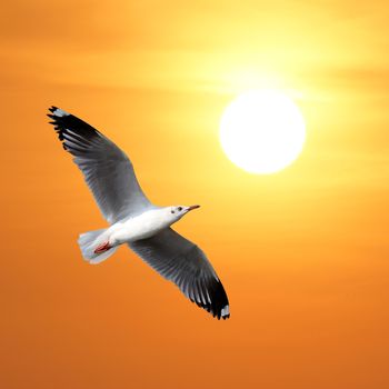 flying seagull on beautiful sky background