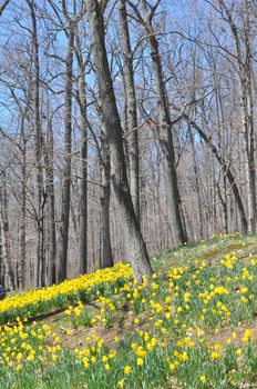 Daffodils at Hubbard Park in Meriden, Connecticut