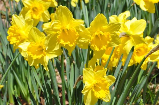 Daffodils at Hubbard Park in Meriden, Connecticut