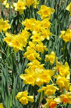 Daffodils at Hubbard Park in Meriden, Connecticut