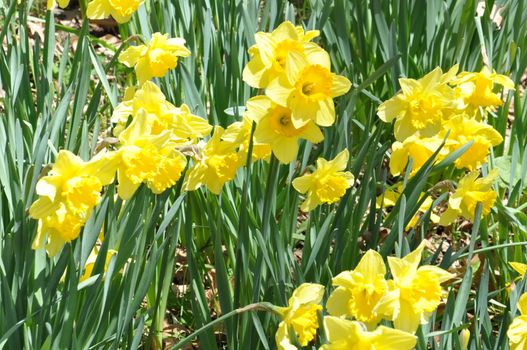 Daffodils at Hubbard Park in Meriden, Connecticut