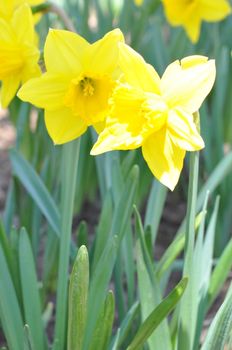 Daffodils at Hubbard Park in Meriden, Connecticut