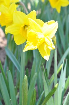 Daffodils at Hubbard Park in Meriden, Connecticut