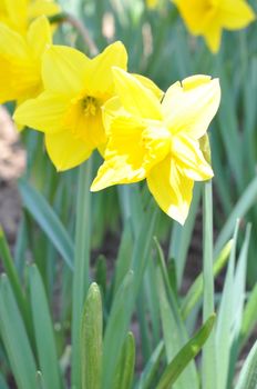 Daffodils at Hubbard Park in Meriden, Connecticut