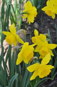 Daffodils at Hubbard Park in Meriden, Connecticut