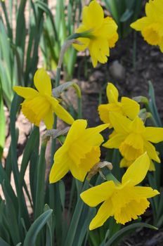 Daffodils at Hubbard Park in Meriden, Connecticut