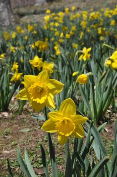 Daffodils at Hubbard Park in Meriden, Connecticut