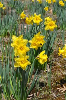 Daffodils at Hubbard Park in Meriden, Connecticut