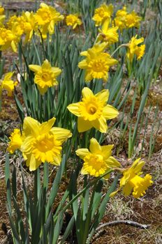 Daffodils at Hubbard Park in Meriden, Connecticut