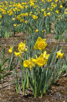 Daffodils at Hubbard Park in Meriden, Connecticut