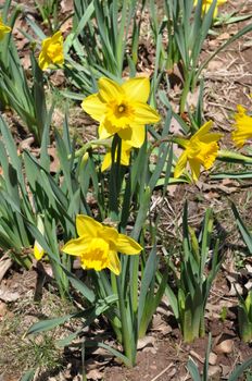 Daffodils at Hubbard Park in Meriden, Connecticut