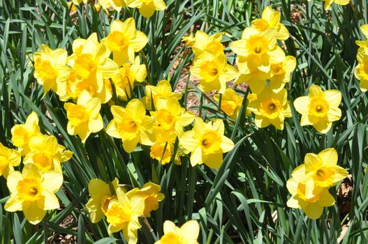 Daffodils at Hubbard Park in Meriden, Connecticut