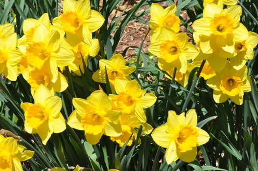 Daffodils at Hubbard Park in Meriden, Connecticut