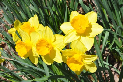 Daffodils at Hubbard Park in Meriden, Connecticut