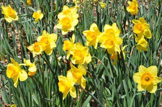 Daffodils at Hubbard Park in Meriden, Connecticut