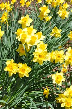 Daffodils at Hubbard Park in Meriden, Connecticut