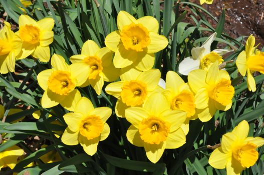 Daffodils at Hubbard Park in Meriden, Connecticut