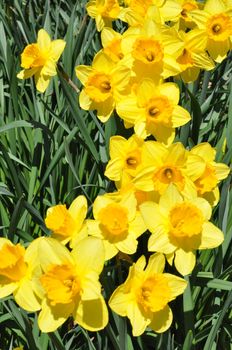 Daffodils at Hubbard Park in Meriden, Connecticut