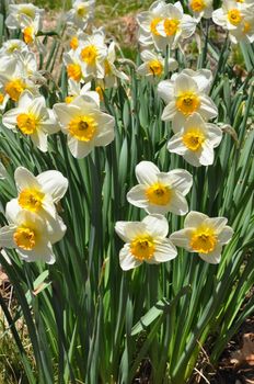 Daffodils at Hubbard Park in Meriden, Connecticut