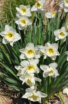 Daffodils at Hubbard Park in Meriden, Connecticut